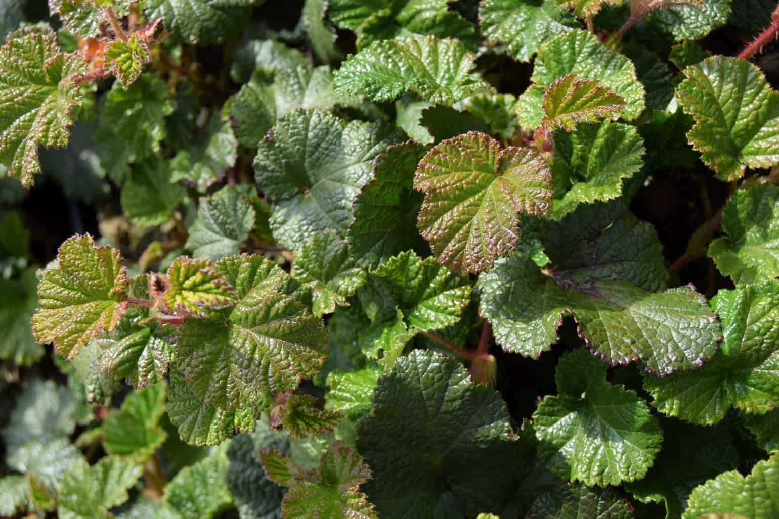 Rubus 'Betty Ashburner' !! SPECIAL OFFER !!